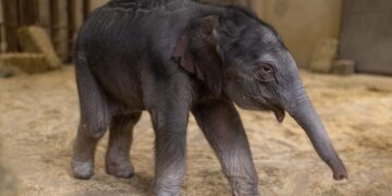 The National Zoo’s baby elephant has a name. It means spirit blossom.