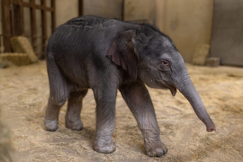 The National Zoo’s baby elephant has a name. It means spirit blossom.