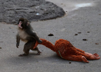 After lonely baby monkey goes viral, his IKEA comfort toy sells out