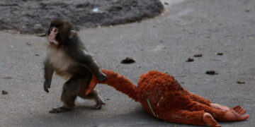 After lonely baby monkey goes viral, his IKEA comfort toy sells out