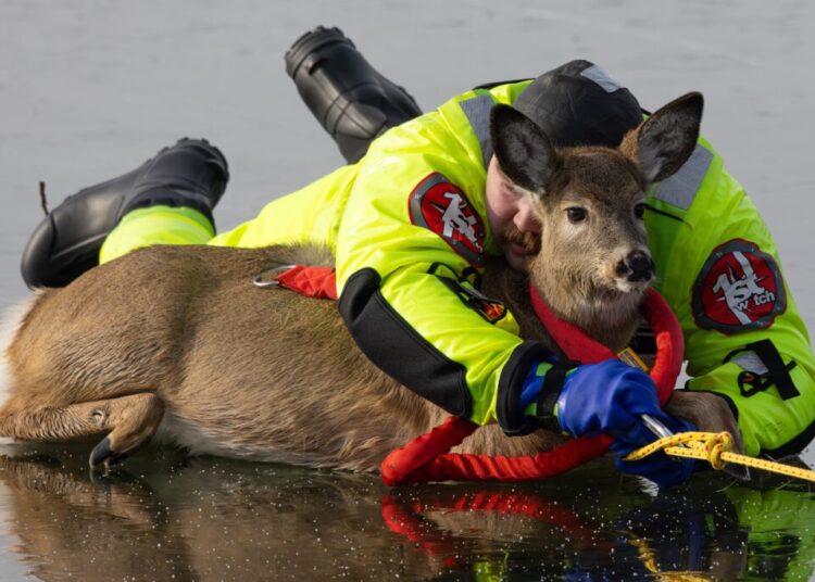 Firefighter bear hugs terrified deer on icy lake in daring rescue