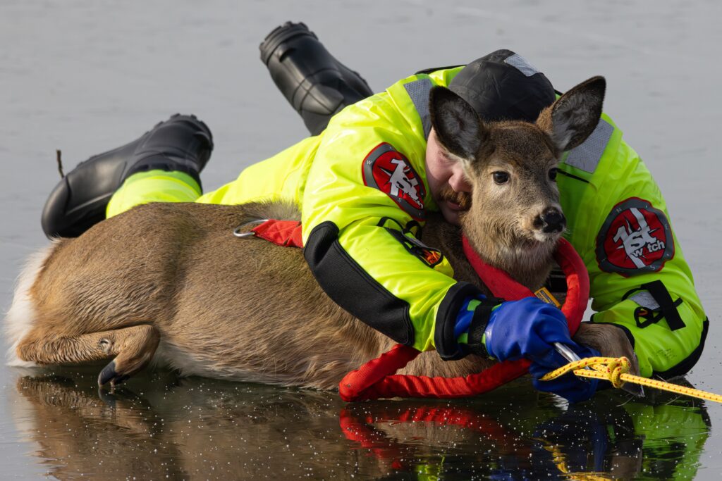Firefighter bear hugs terrified deer on icy lake in daring rescue