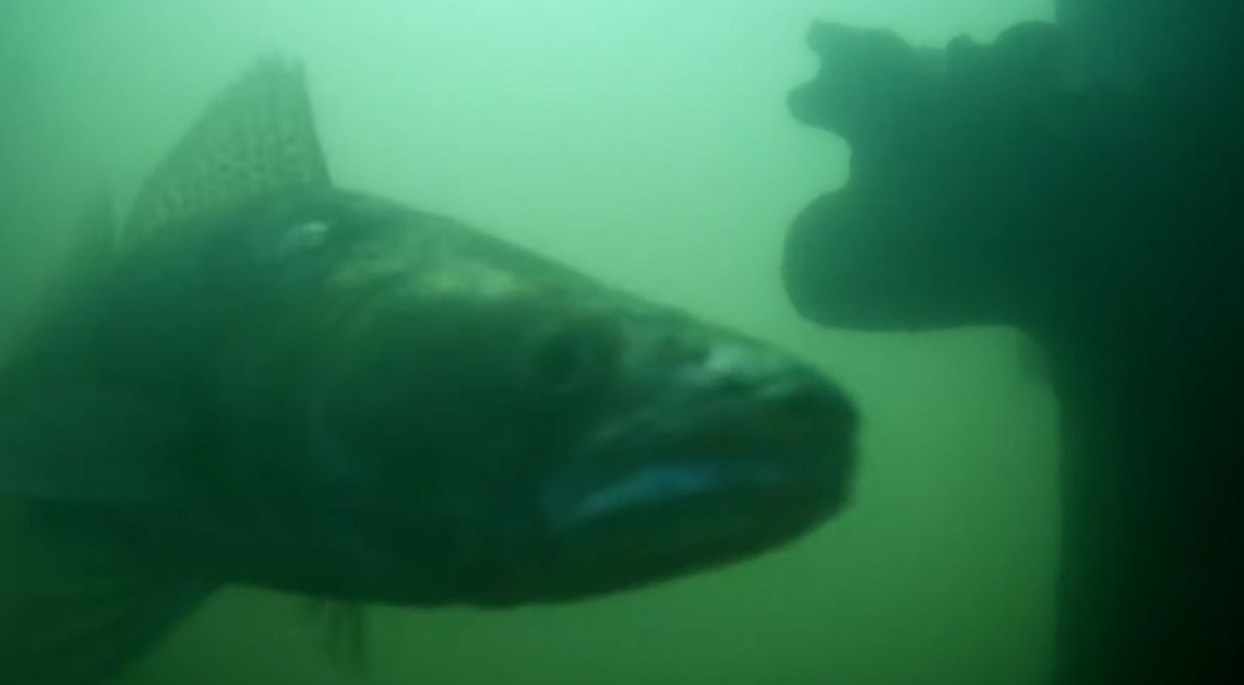 Please Ring the Fish Doorbell So Dutch Catfish Can Have Sex