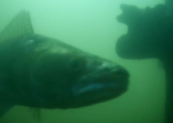 Please Ring the Fish Doorbell So Dutch Catfish Can Have Sex