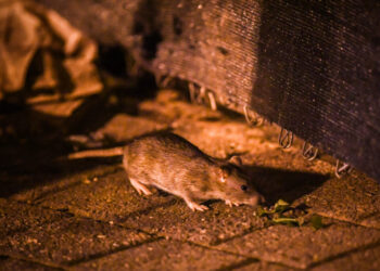 What to know about rats and trash during the cold