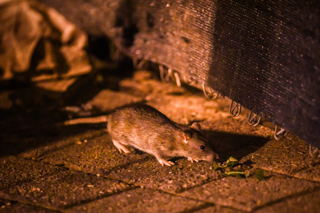 What to know about rats and trash during the cold