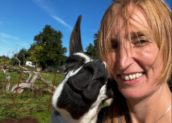 A man was running from police. Eight llamas caught him.