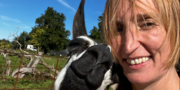 A man was running from police. Eight llamas caught him.