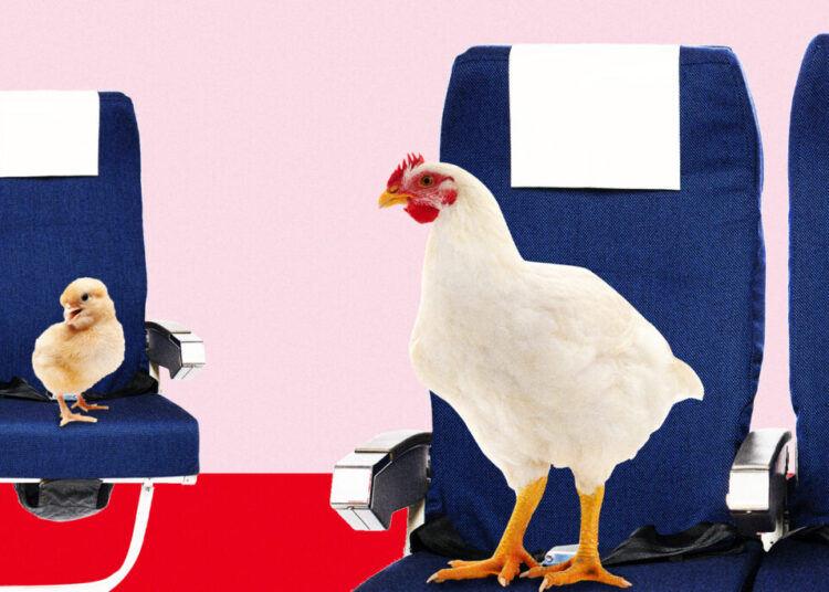 Families frustrated with airline seating: ‘A 2-year-old should sit with their parents’