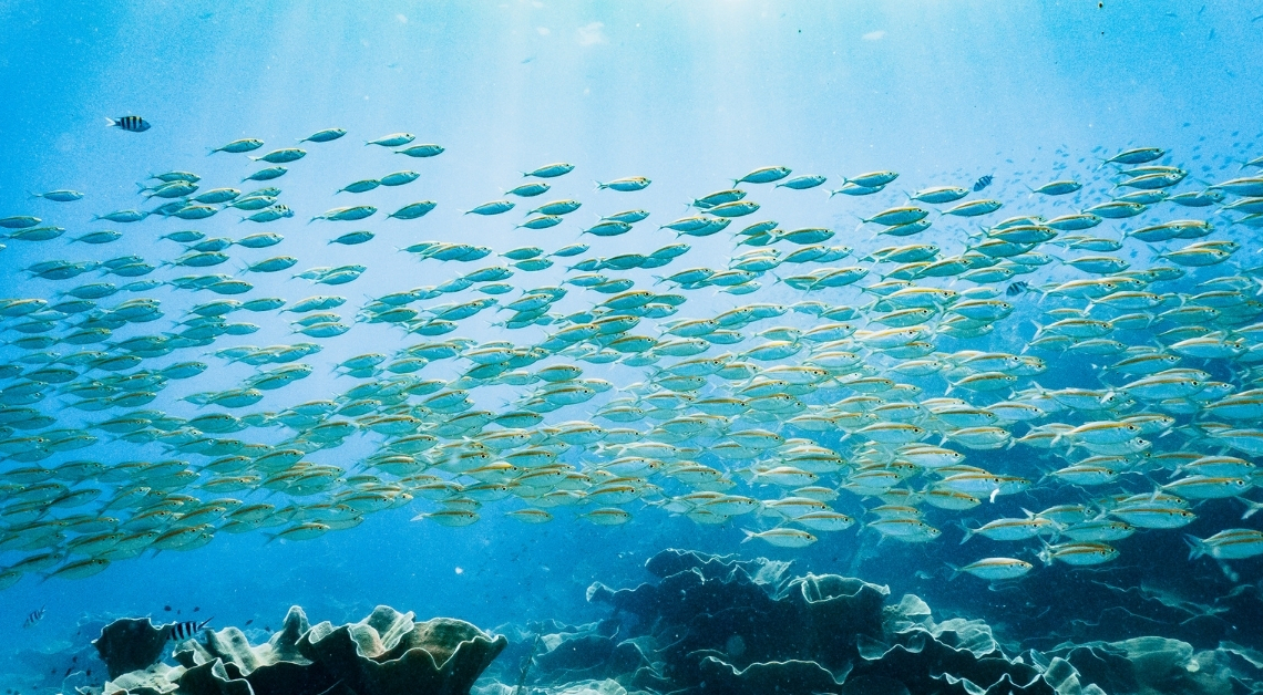 Scientists Found a Way to Identify Fish by the Sounds They Make (Yes, They Make Sounds)