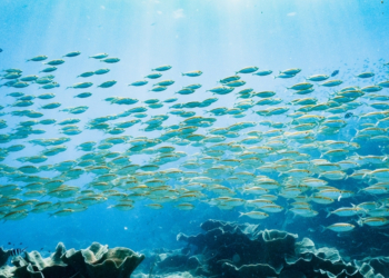 Scientists Found a Way to Identify Fish by the Sounds They Make (Yes, They Make Sounds)