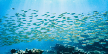 Scientists Found a Way to Identify Fish by the Sounds They Make (Yes, They Make Sounds)