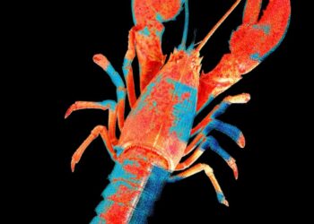 Moltbook, the Social Network for AI Agents, Exposed Real Humans’ Data