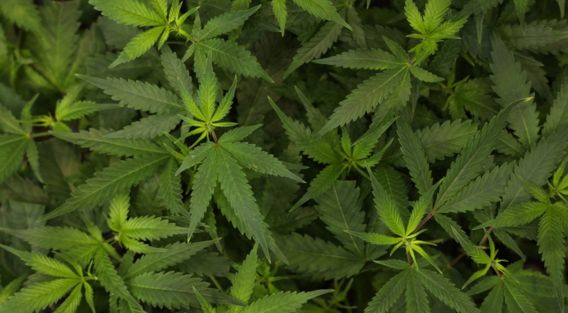 Teen Cannabis Use May Double Your Risk of Psychosis and Bipolar Disorder