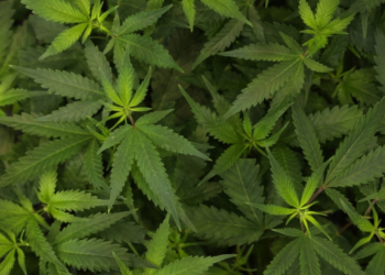 Teen Cannabis Use May Double Your Risk of Psychosis and Bipolar Disorder