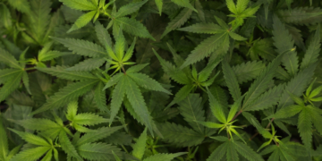 Teen Cannabis Use May Double Your Risk of Psychosis and Bipolar Disorder