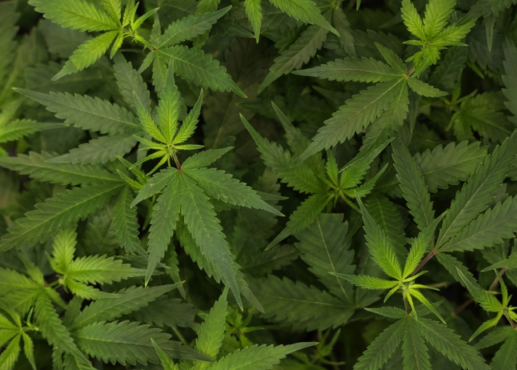 Teen Cannabis Use May Double Your Risk of Psychosis and Bipolar Disorder