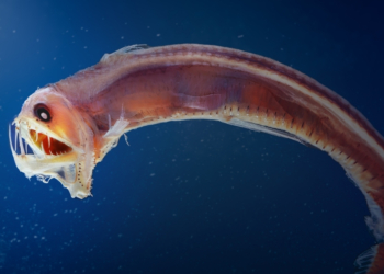 The 10 Scariest Sea Creatures That Actually Exist