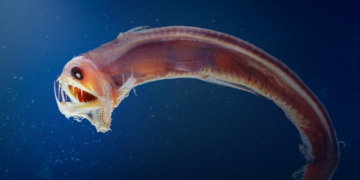 The 10 Scariest Sea Creatures That Actually Exist
