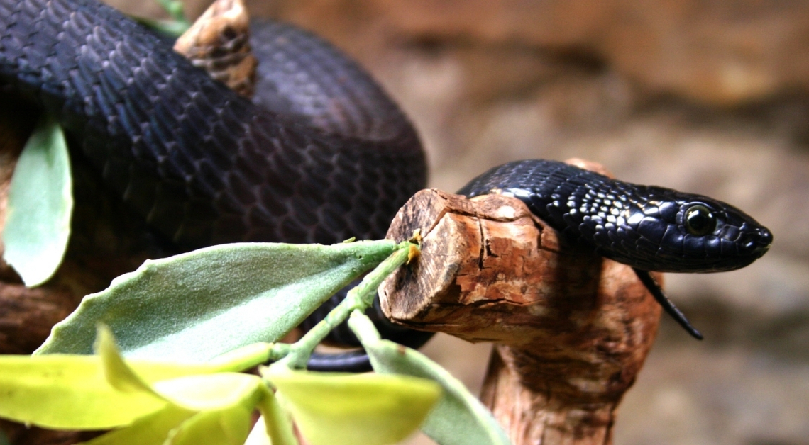 The 6 Deadliest Snakes on Earth (and Why You Shouldn’t Panic About Them)