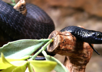 The 6 Deadliest Snakes on Earth (and Why You Shouldn’t Panic About Them)