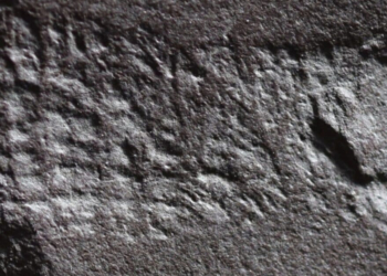 The Oldest Butthole Ever Found Is a 290-Million-Year-Old Fossil