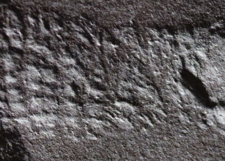 The Oldest Butthole Ever Found Is a 290-Million-Year-Old Fossil