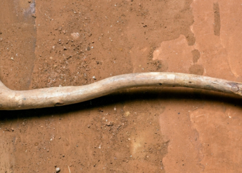 These 500,000-Year-Old Wooden Tools Are the Oldest Ever Discovered