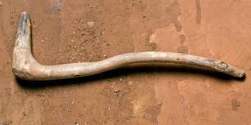 These 500,000-Year-Old Wooden Tools Are the Oldest Ever Discovered