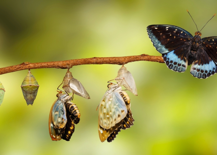 These Baby Butterflies Speak Ant—and Use It to Trick the Colony Into Taking Care of Them
