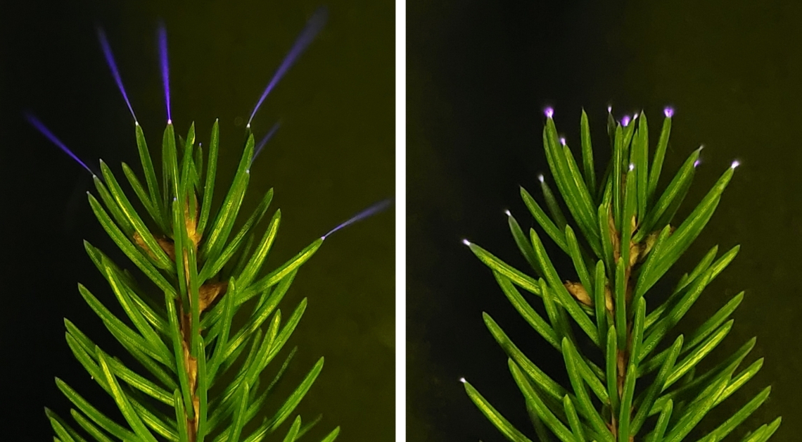 Trees Glow During Thunderstorms, and Scientists Finally Caught It on Camera
