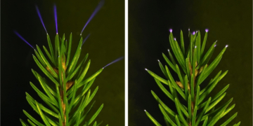 Trees Glow During Thunderstorms, and Scientists Finally Caught It on Camera