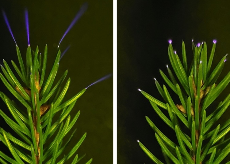 Trees Glow During Thunderstorms, and Scientists Finally Caught It on Camera