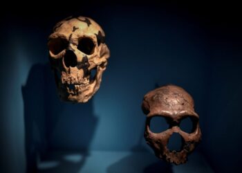 Neanderthal males and human females had babies together, ancient DNA reveals