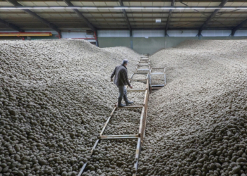 Why Germany Is Giving Away So Many Free Potatoes, Explained