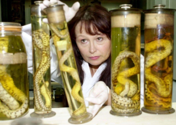 Why Scientists Just Shot Lasers at Charles Darwin’s Priceless Specimens