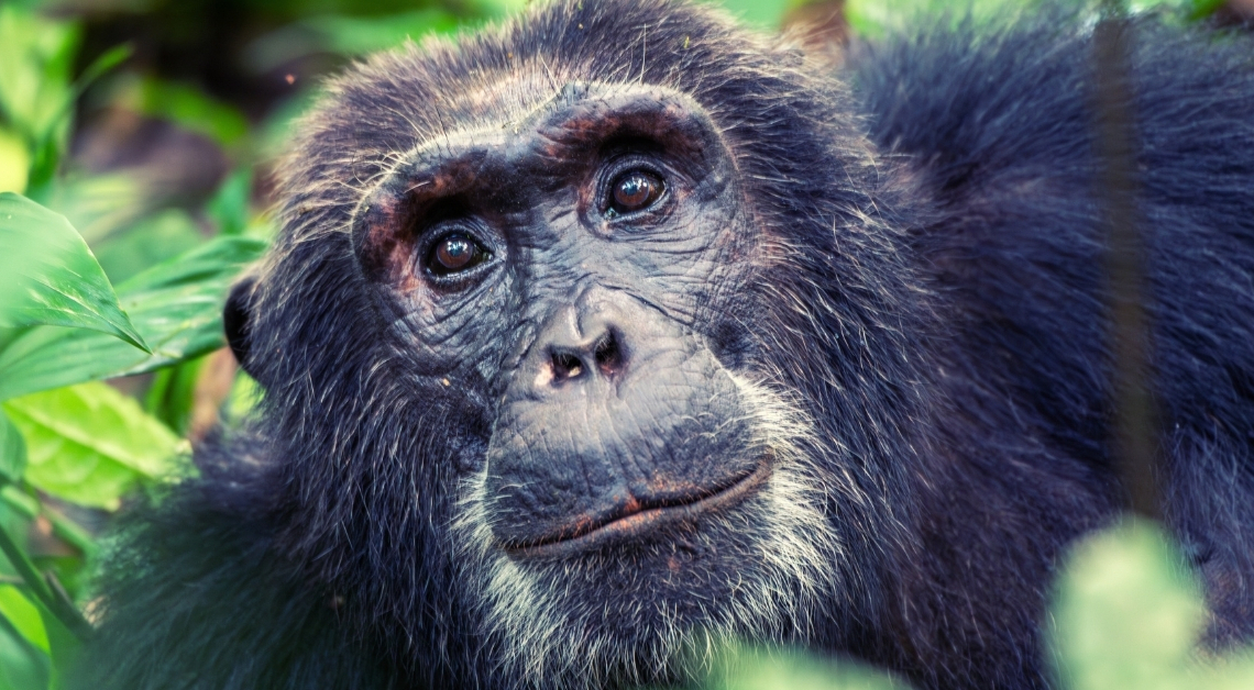 Wild Chimps Get Drunk on a Daily Basis, Scientists Find