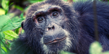 Wild Chimps Get Drunk on a Daily Basis, Scientists Find