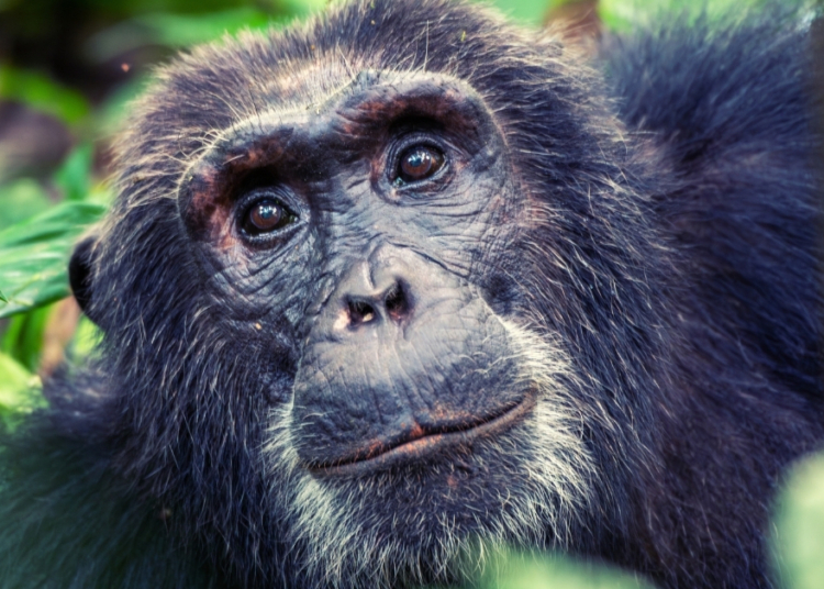 Wild Chimps Get Drunk on a Daily Basis, Scientists Find