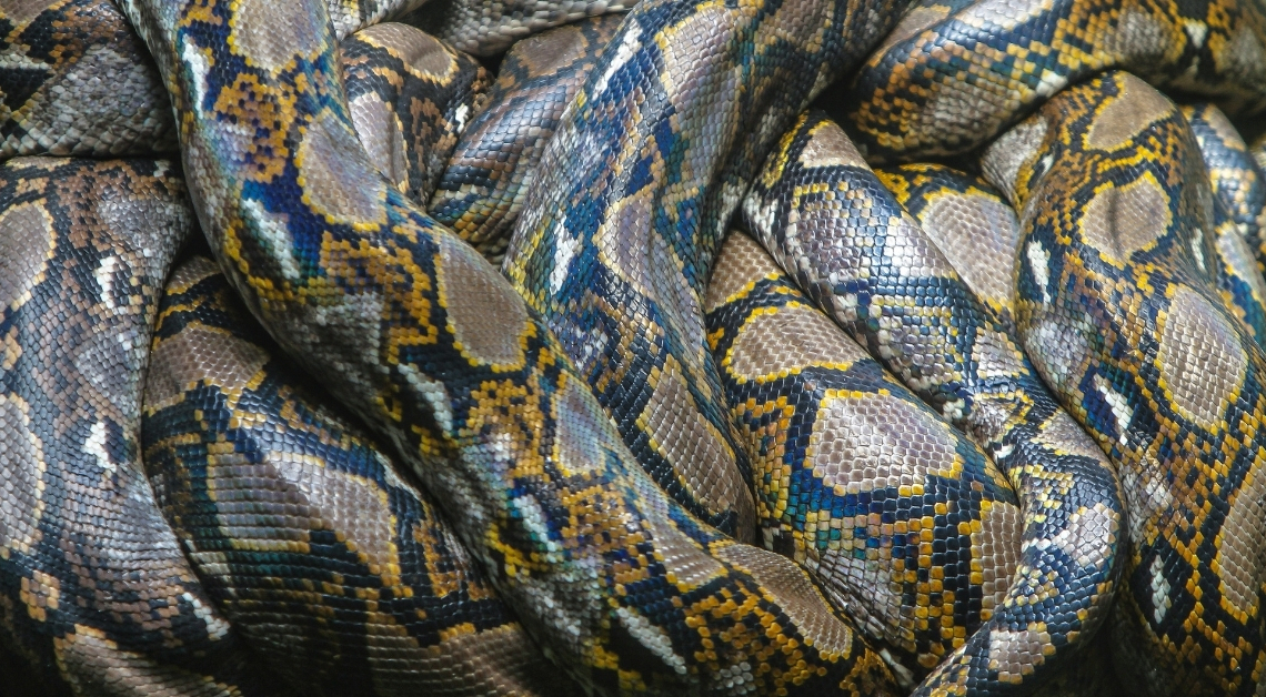 This Giant Python in Indonesia Is Officially the Longest Snake Ever Recorded