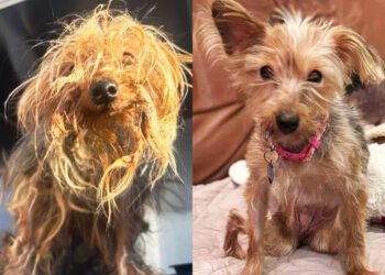 Senior dog dumped in trash chute is rescued, now ‘nonstop wagging her tail’