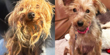 Senior dog dumped in trash chute is rescued, now ‘nonstop wagging her tail’