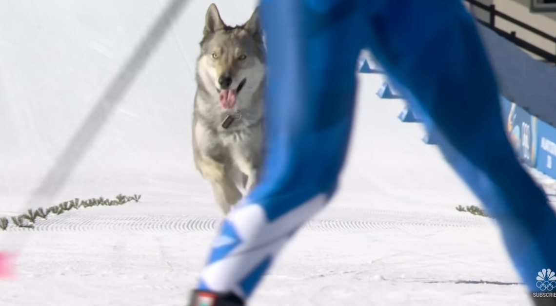 You Have to Watch This Very Good Dog Try to Win an Olympic Ski Race