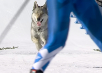 You Have to Watch This Very Good Dog Try to Win an Olympic Ski Race