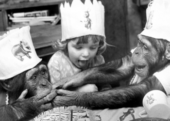 A Chimp’s Pretend Tea Party Is Raising Questions About Imagination
