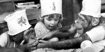 A Chimp’s Pretend Tea Party Is Raising Questions About Imagination