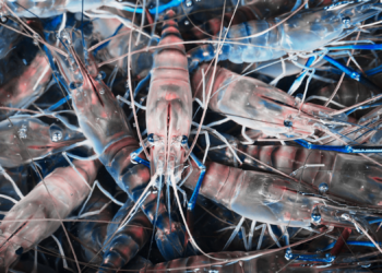 What If Your Takeout Came in Shrimp Shell Plastic? No, It Really Could.