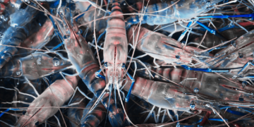 What If Your Takeout Came in Shrimp Shell Plastic? No, It Really Could.