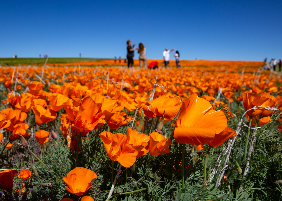 California’s Desert Parks Are About to Pop With Wildflowers: How to See the Superbloom