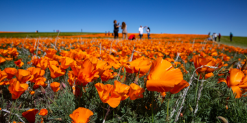 California’s Desert Parks Are About to Pop With Wildflowers: How to See the Superbloom